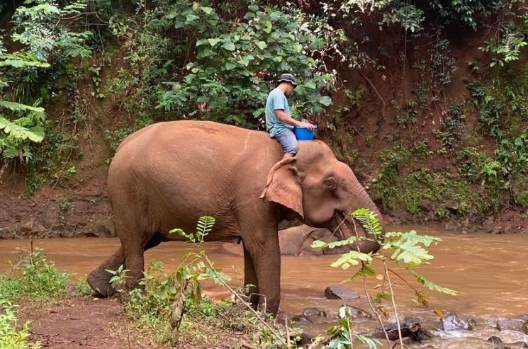 éléphants baignade cambodge