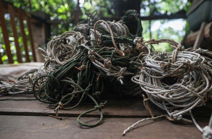 collets collectés dans une forêt du Cambodge