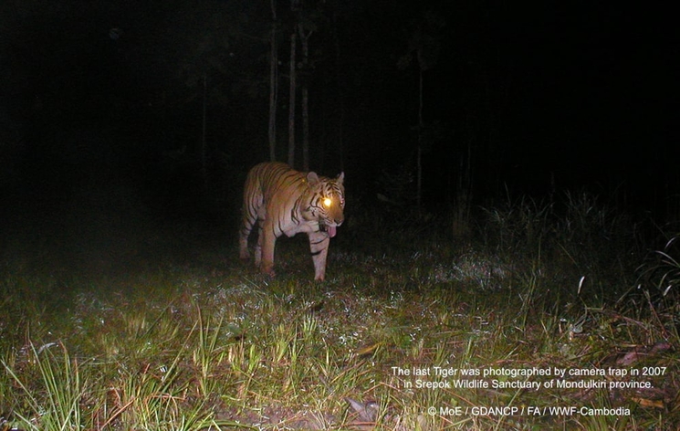 Dernier tigre aperçu au Cambodge en 2007