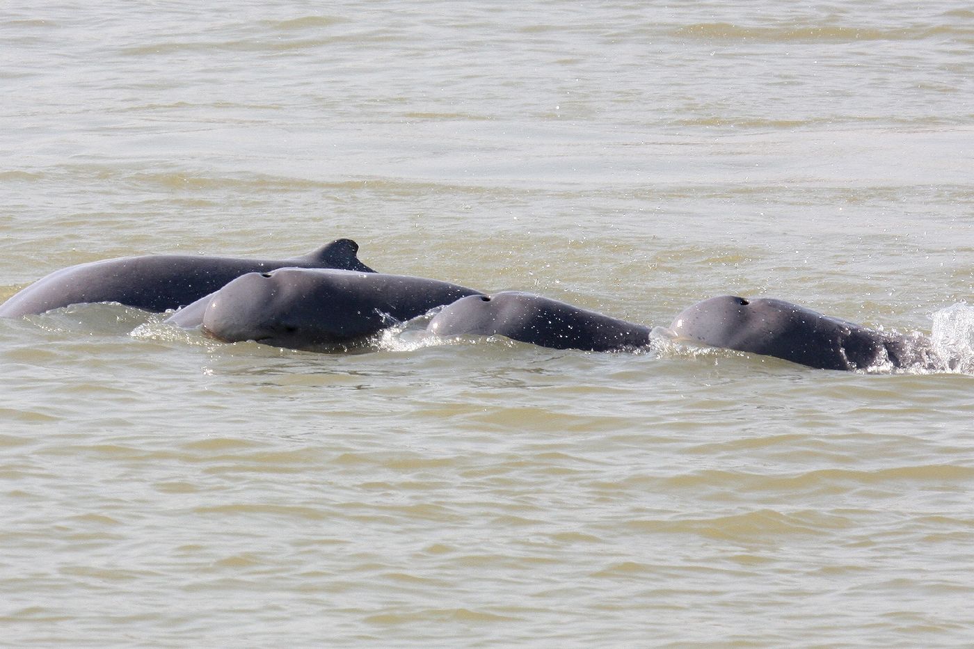 , Cambodge : vers la création sur le Mékong de zones de protection de dauphins en danger