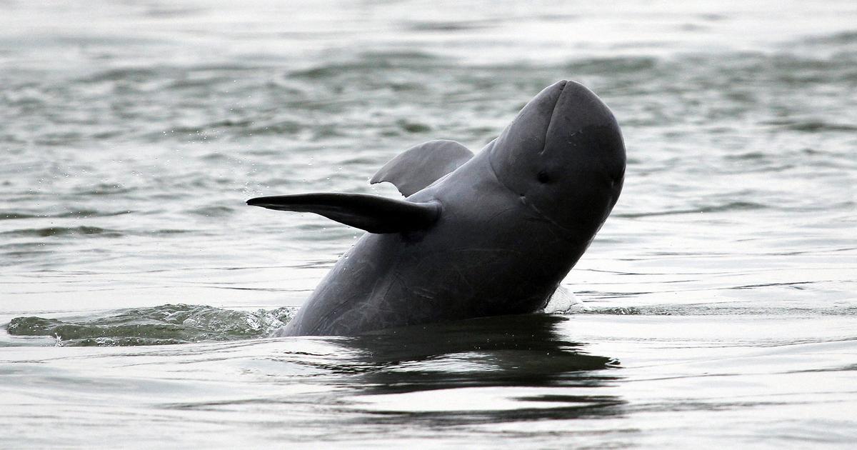 , Le Cambodge veut mieux protéger les dauphins du Mékong