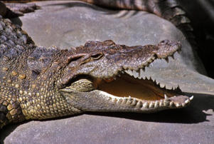 Un crocodile du Siam.