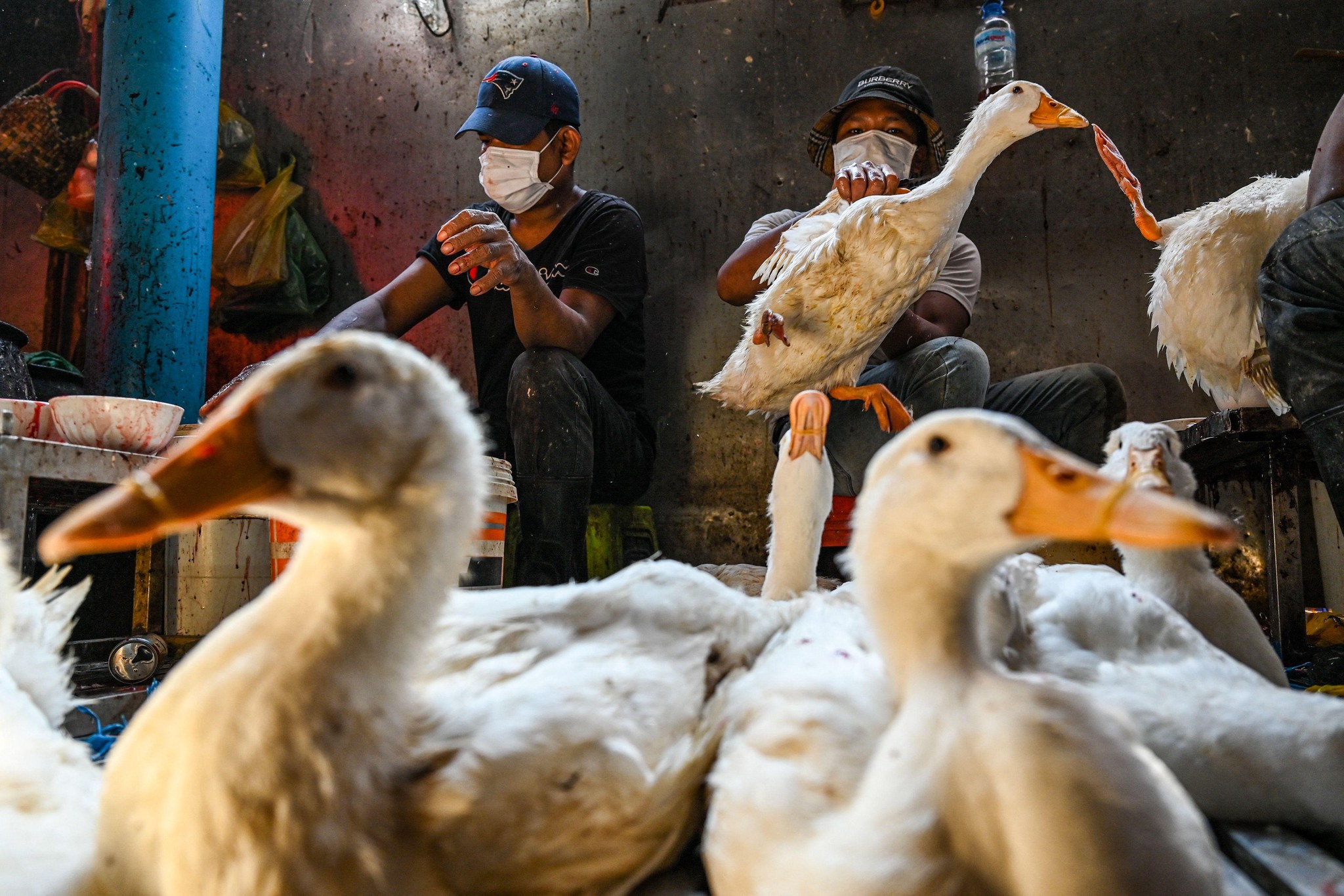 Sur un marché de Phnom Penh, des vendeurs préparent des canards pour la vente.