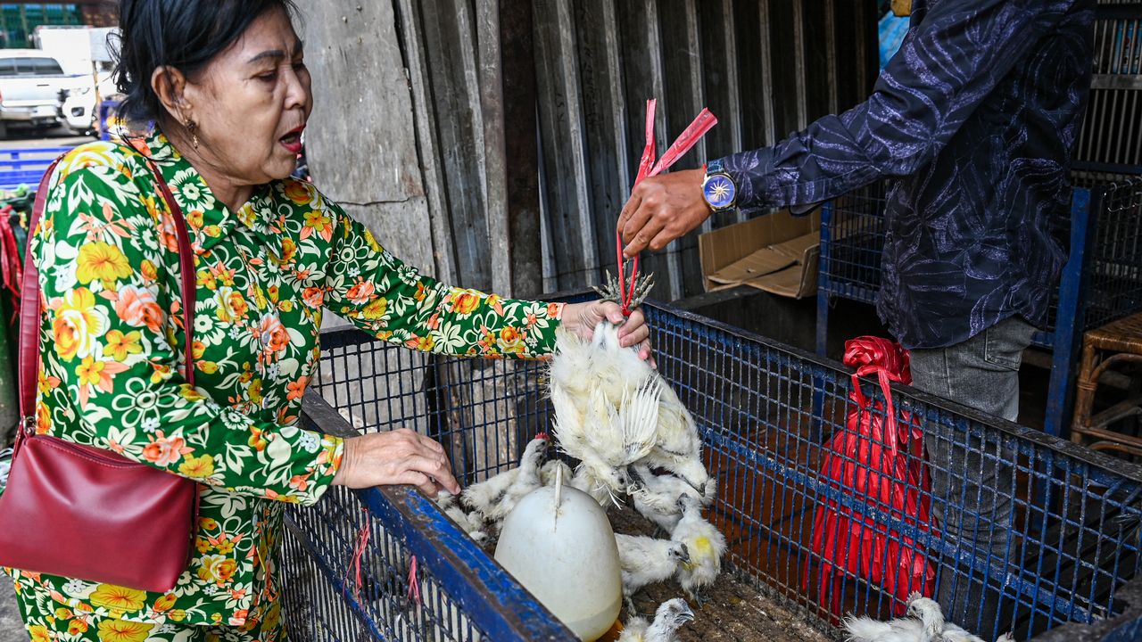 , Grippe aviaire : deuxième cas de contamination humaine au Cambodge