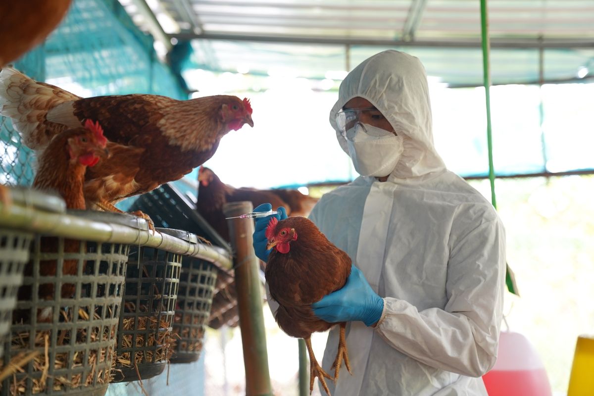 , Grippe aviaire H5N1 : un nouveau cas de contamination humaine au Cambodge