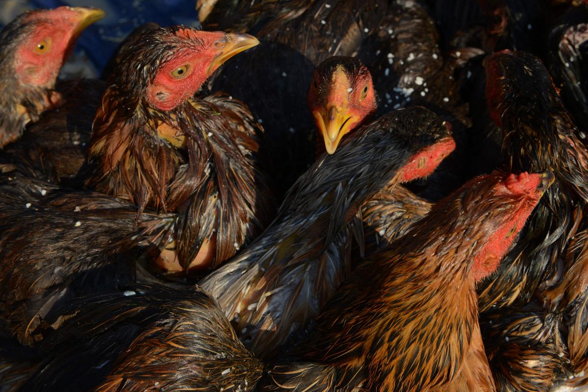 , Grippe aviaire : un deuxième cas de contamination humaine au Cambodge
