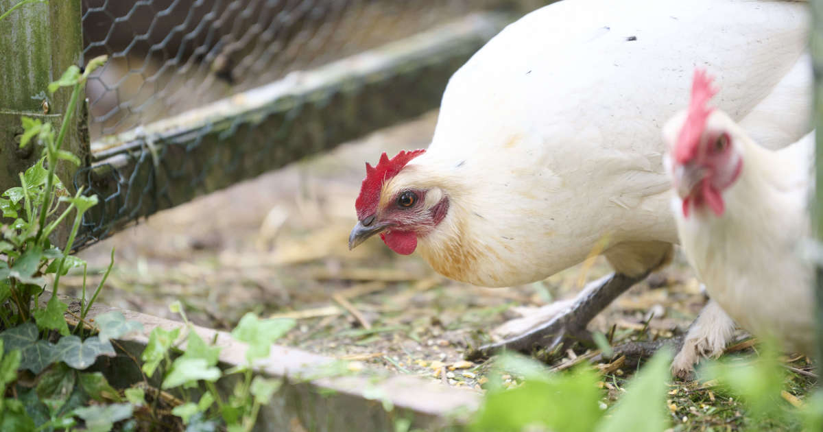 , Une fille de 11 ans meurt après avoir contracté le virus H5N1 de la grippe aviaire au Cambodge