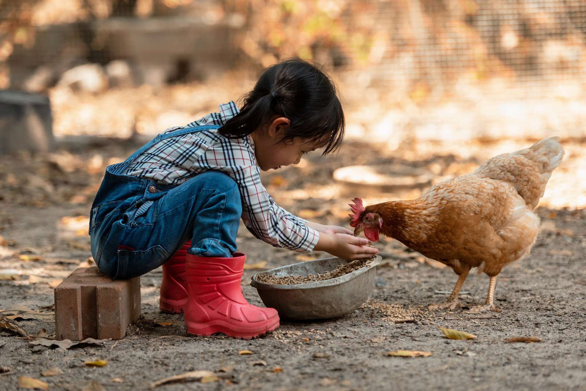 , Une fillette de 11 ans décède après avoir été infectée par la grippe aviaire au Cambodge