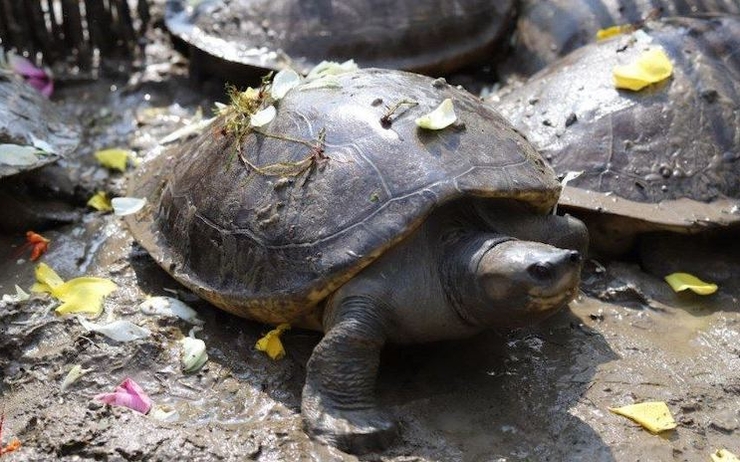 , 20 tortues royales remises en liberté au Cambodge