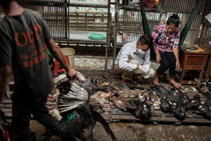 Les autorités de santé cambodgiennes prélèvent des échantillons sur des poulets à Phnom Penh.