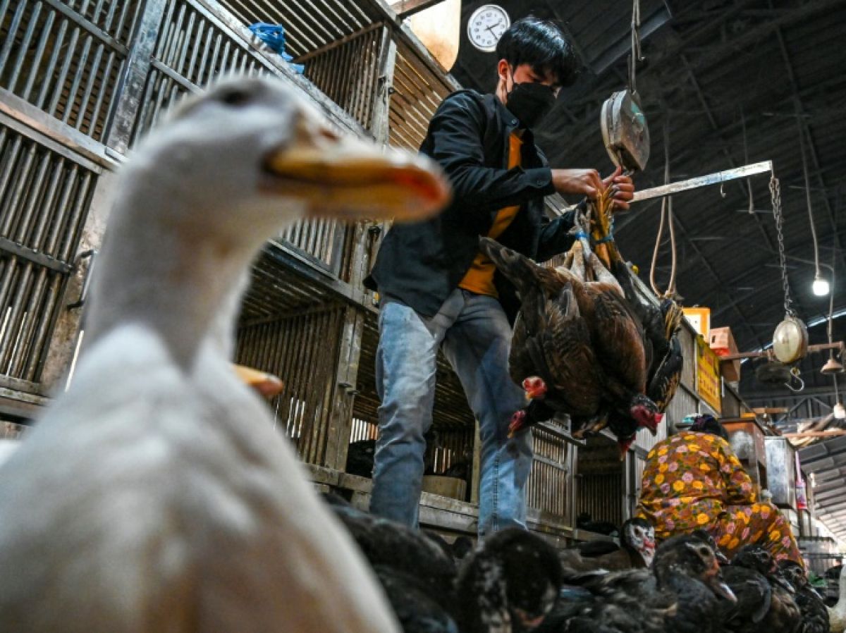 , Grippe aviaire au Cambodge : pas de transmission entre êtres humains