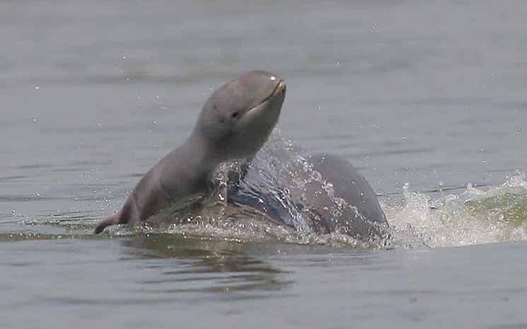 , Le Cambodge crée des zones sûres pour les dauphins rares du Mékong