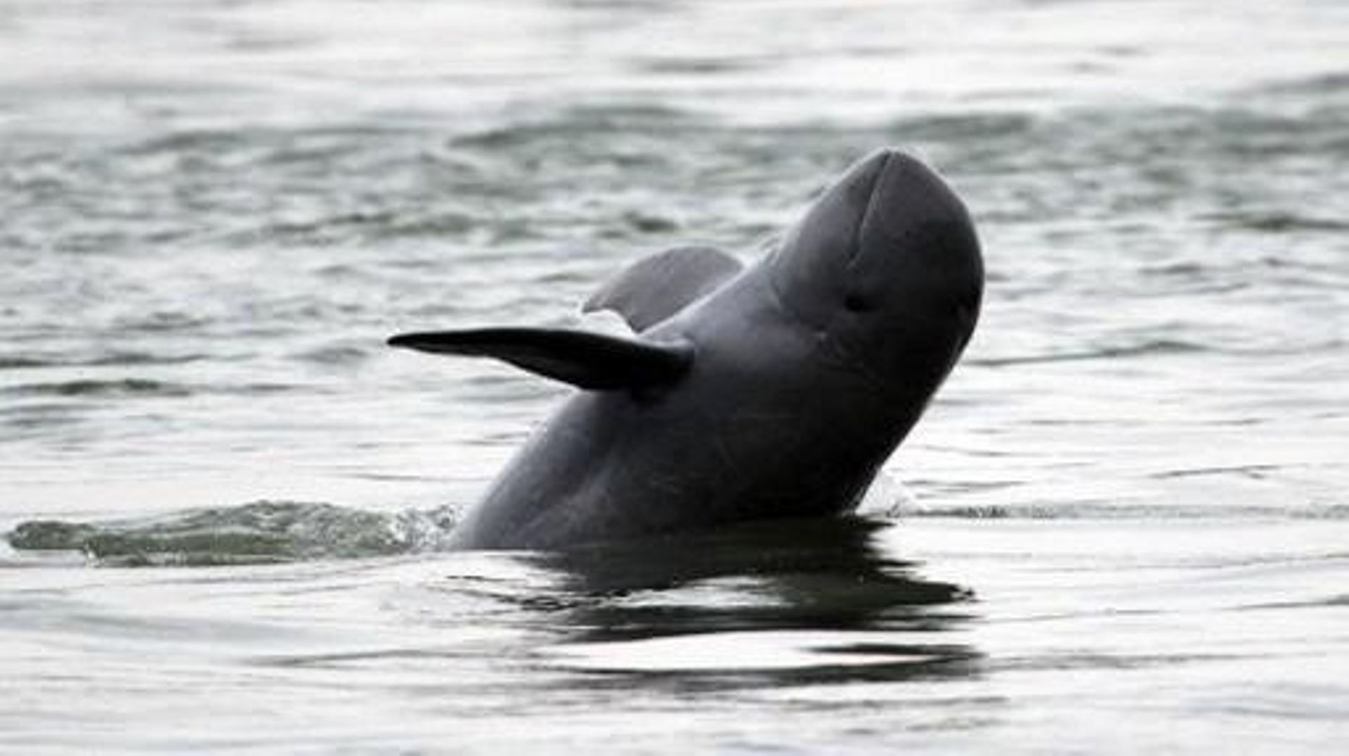 , Cambodge : le Premier ministre abroge une loi de protection de dauphins de l’Irrawaddy, une espèce extrêmement menacée