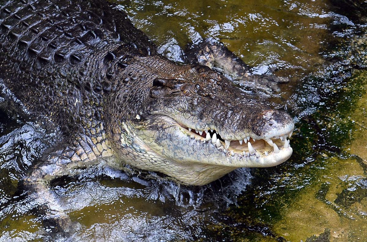, Cambodge : un homme dévoré par 40 crocodiles après avoir chuté dans un enclos