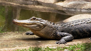 , Cambodge: un homme dévoré par 40 crocodiles