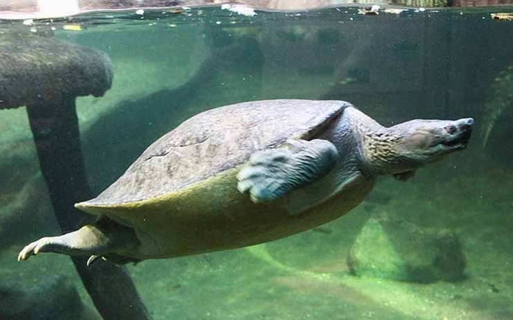 , Les tortues royales en bonne voie d&rsquo;être sauvées au Cambodge