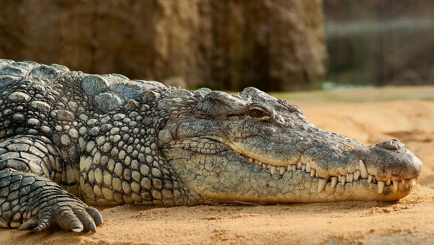 , Scène effroyable au Cambodge : un homme dévoré par une quarantaine de crocodiles
