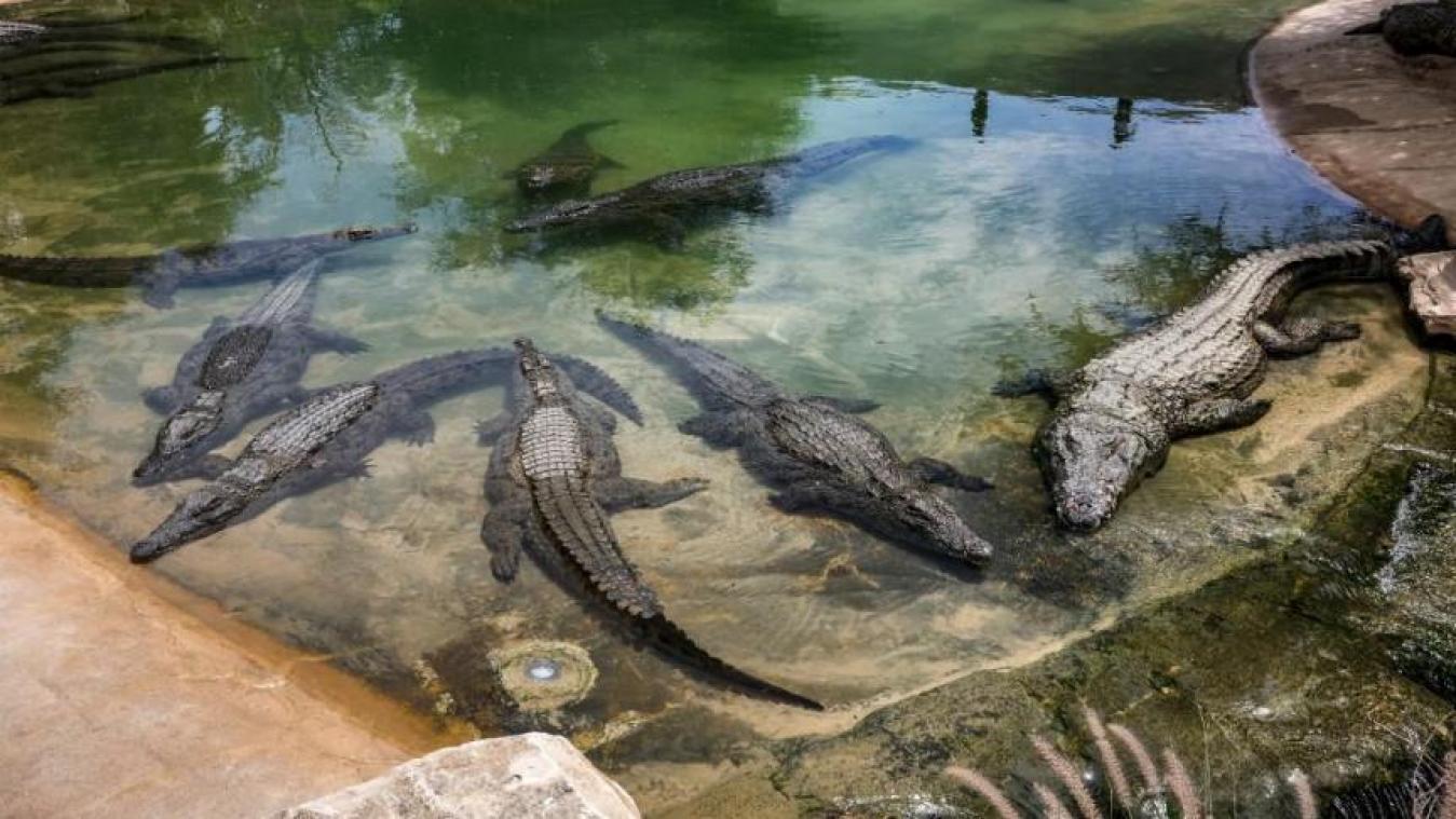 , Un homme a été dévoré par 40 crocodiles au Cambodge