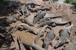 Un Cambodgien a été dévoré vendredi 26 mai 2023 par environ 40 crocodiles d’élevage après être tombé dans leur enclos, a annoncé la police. Photo d’illustration.