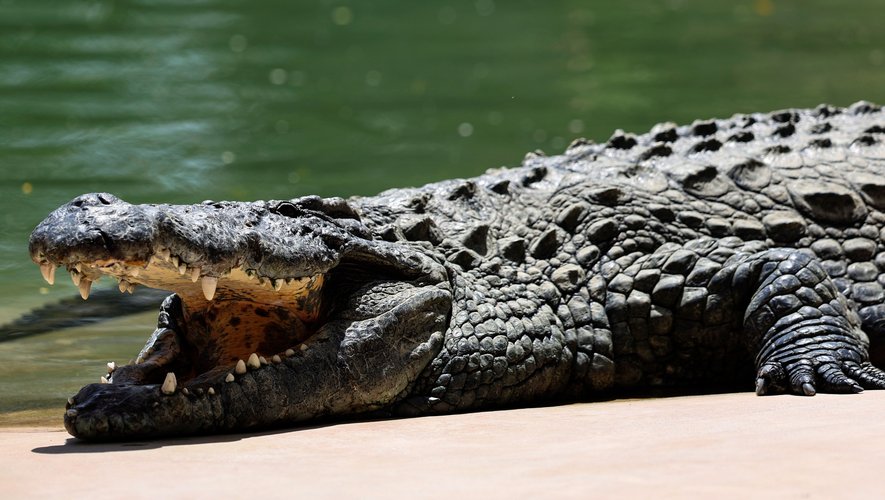 , Un homme dévoré par 40 crocodiles après avoir chuté dans un enclos au Cambodge