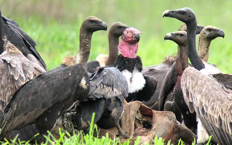 , Population stable des vautours du Cambodge