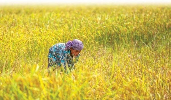 , Coopération Cambodge &#8211; Indonésie dans le commerce de riz