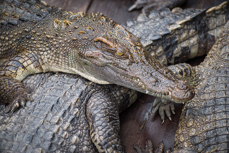 Des crocos aux oiseaux : la faune du Tonlé Sap