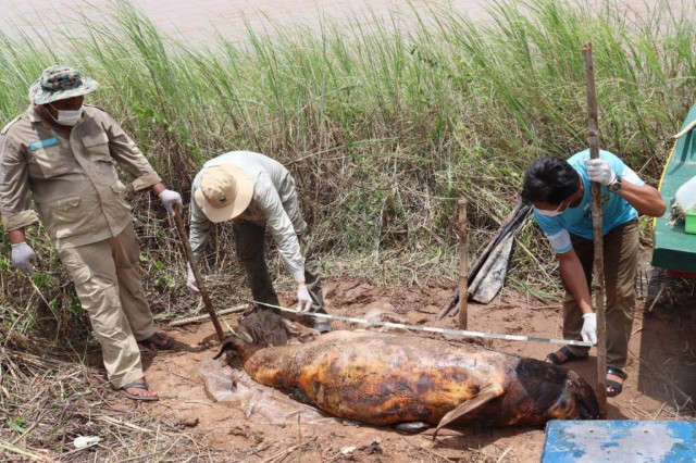 , Un dauphin de l&rsquo;Irrawaddy mort de vieillesse au Cambodge