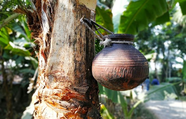 La façon de récolter le jus de palme peut se révéler déterminante pour la transmission ou non du virus Nipah. Ici un récipient ouvert au Bangladesh