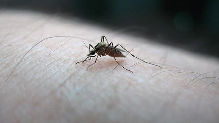 , Virus Zika: Le Cambodge prend des « mesures de précaution » après l&rsquo;apparition du premier cas depuis 2017