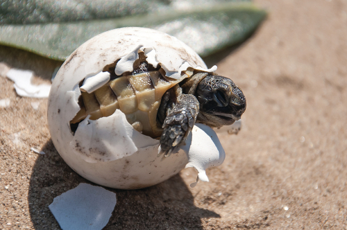 , Retour des tortues au Cambodge : une bonne nouvelle pour la faune locale