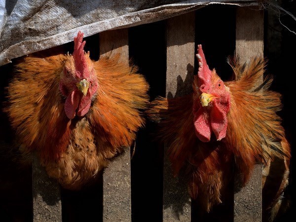 Le Cambodge enregistre le premier cas de grippe aviaire chez l'homme en 2024 hinh anh 1