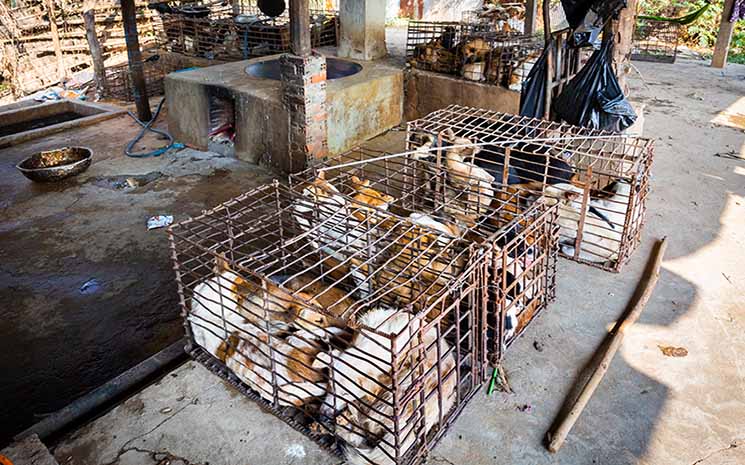 , Pour une interdiction de la viande de chien au Cambodge