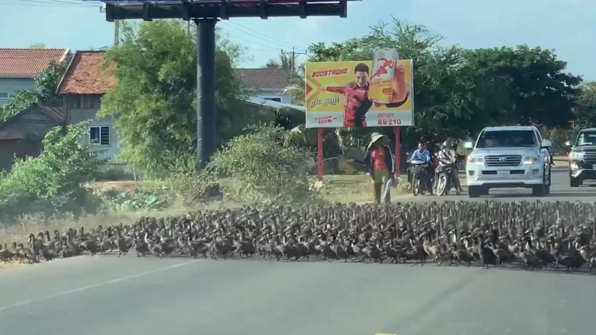 , Un énorme troupeau de canards bloque la circulation au Cambodge