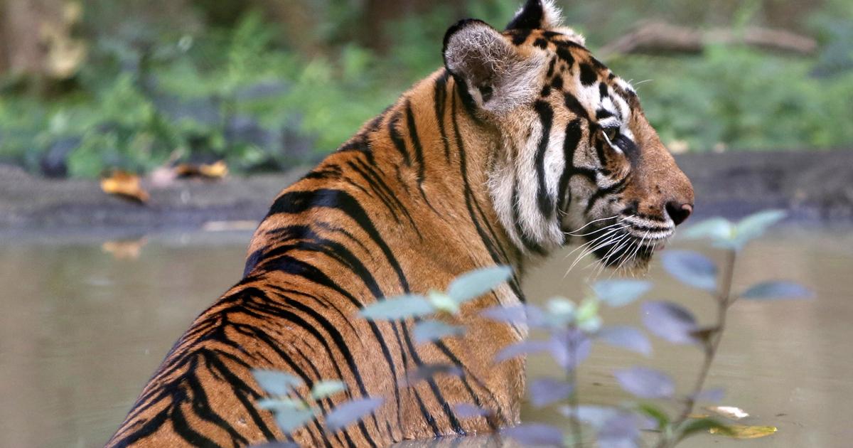 , Le Cambodge cherche à réintroduire le tigre sur son territoire