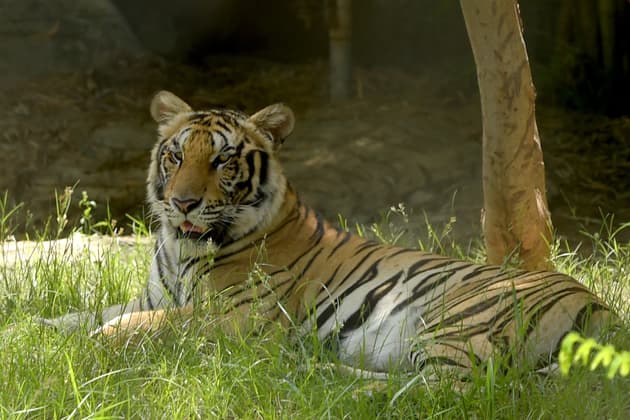 , Le Cambodge veut importer quatre tigres d&rsquo;Inde pour les réintroduire dans la nature
