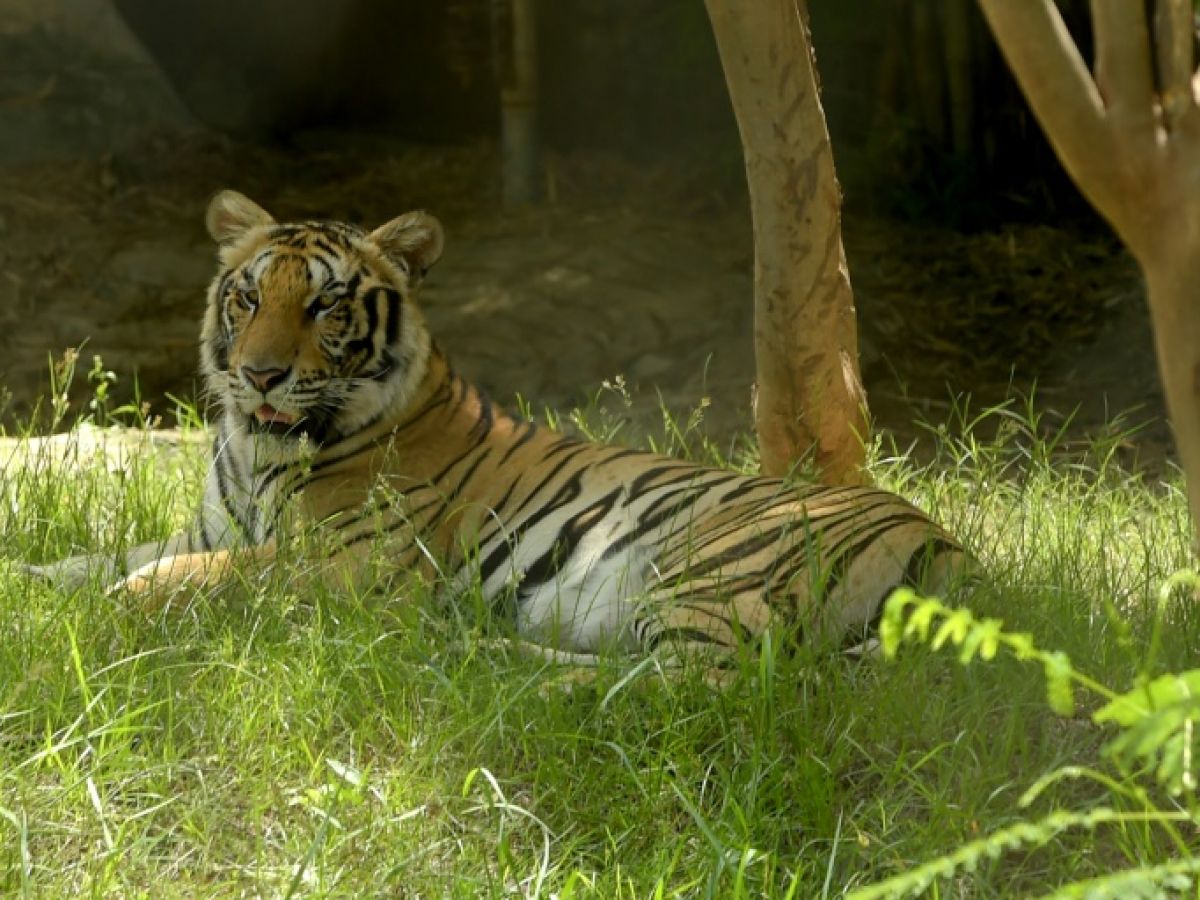 , Le Cambodge veut réintroduire des tigres dans la nature dès 2024