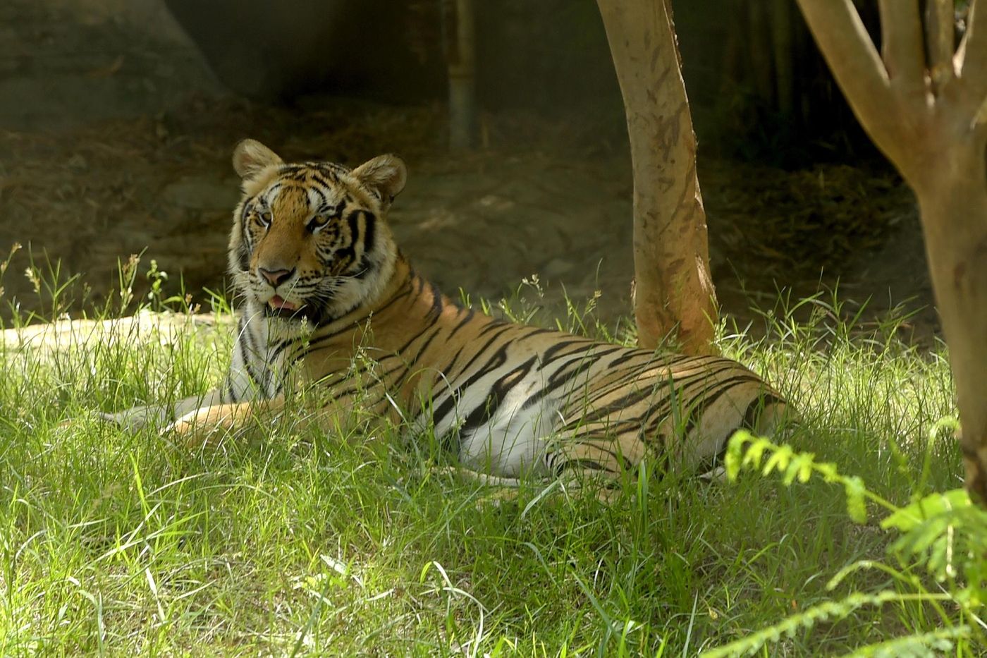 , Le Cambodge veut réintroduire des tigres dans la nature dès cette année