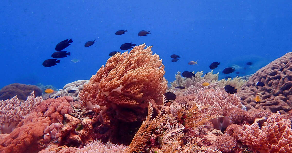 , Biodiversité. Au Cambodge, un récif corallien “explosant de vie”