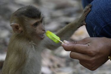 Pour faire le buzz sur les réseaux, certains vidéastes font manger n'importe quoi aux macaques. Comme ici où à un Youtubeur a filmé un singe mangeant une glace verte fluo.