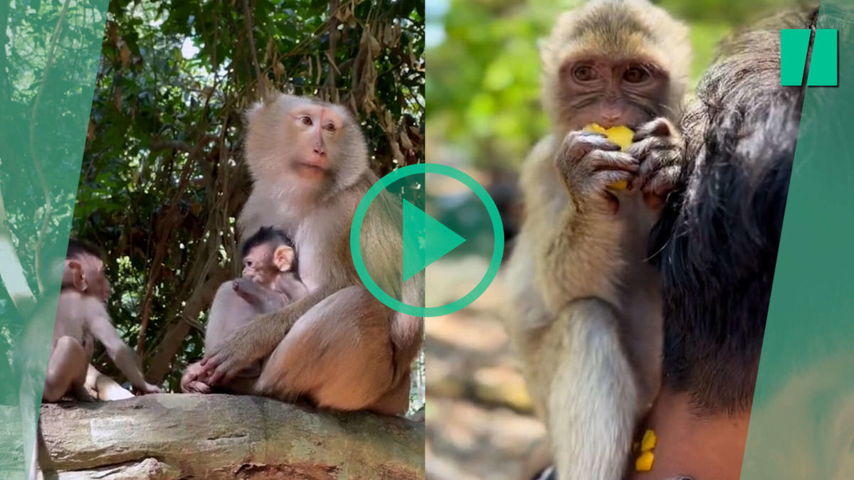 , Au Cambodge, les singes des sites touristiques exploités et maltraités par des YouTubeurs