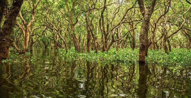 photo le nombre de mangroves sur terre a baissé de 40 % ces dernières années. ici, une mangrove située au cambodge. photo d’illustration. 