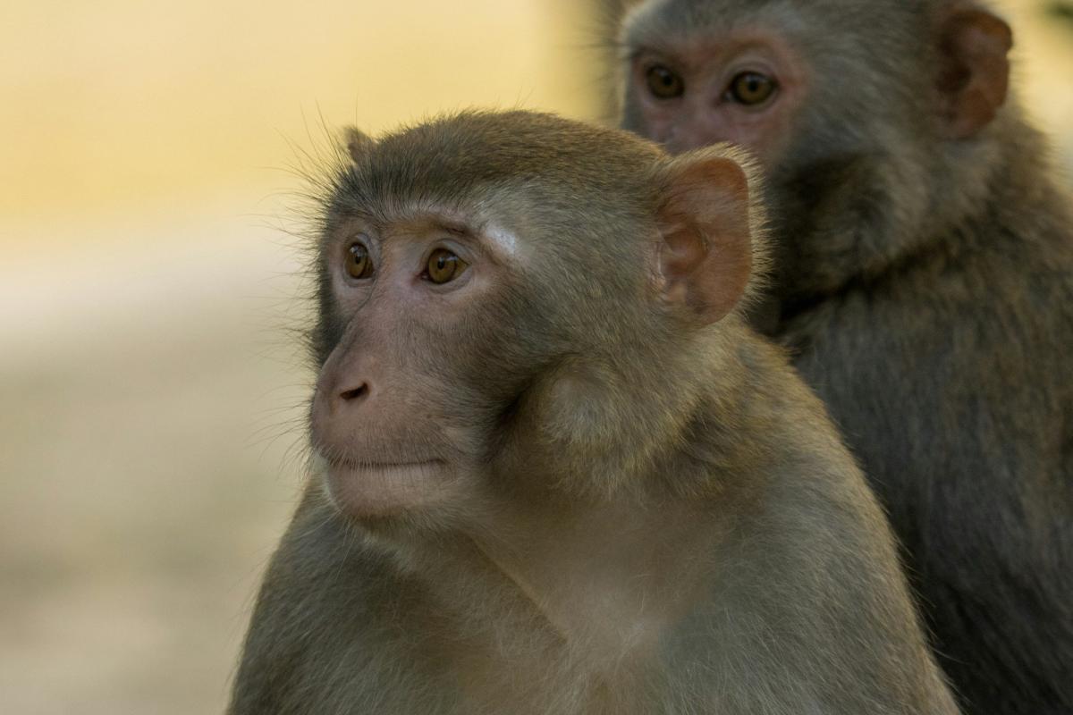, Cambodge : le sort horrible réservé aux macaques pour quelques vues supplémentaires sur internet