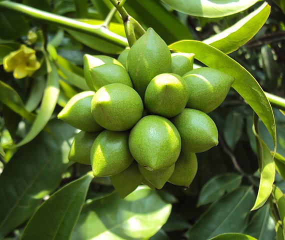Fruits de l’ylang-ylang grimpant